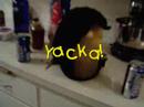 Shake That Yacka!