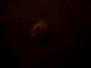 this is my little hermit crab named, mr. krabs. he likes to climb on things. but he gets scared really easy.