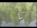 pike eats bass