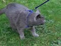 Cat walking in harness with lead leash Cat walking in harness with lead leash