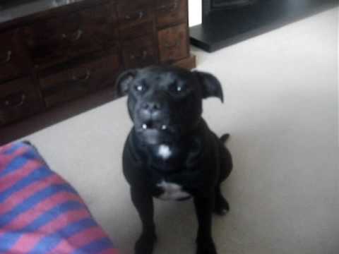 staffie