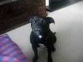 Staffie asking for her bone