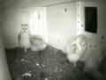 Young Barn Owls Night Song