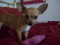 Lita-Chiquita-showin