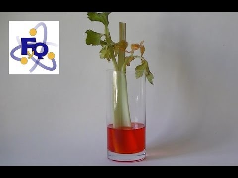capilaridad. - Experimento 265 del blog fq-experimentos. Si te interesa el tema de la capilaridad, la transpiración vegetal y el transporte de agua en las plantas puedes le...