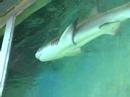 Tiburones en Xmatkuil