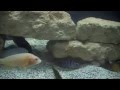 Cichlids Burrowing & Sleeping