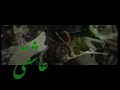 helali, aghl as sareh man parideh