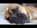 Missy snoring.mov