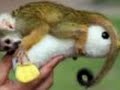 Cute Baby Animals - Bubbly