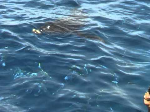 sharks attack kuwait diving team