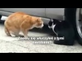 Gdzie byłeś całą noc!? *Koty*