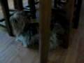 videos de Tara - yorkie with style
