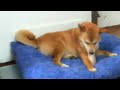 Click here to watch this video Sienna Enjoying her Snack