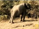 Fatty vs elephant encore Fatty vs elephant encore