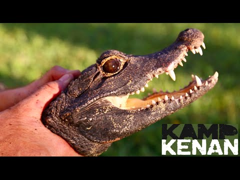 YouTube reptile video