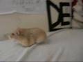 Clip Blink 182 My Pet Sally