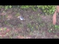 Click here to watch this video Arrowhead Hunt 5 24 12