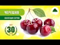 Черешня Коллекция сортов