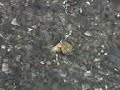 ben eats a butterfly