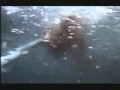 Documental de Tiburones - Jurassic Shark