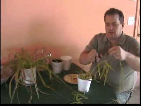 how to transplant spider plants