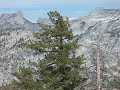 Blue Grouse in Tuolumne Meadows