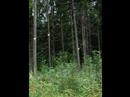 \"Maser of forest\"(photo version) Maxim Ksuta, Serge Balashov
