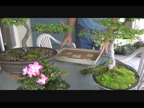 how to grow azalea seeds