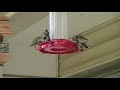 Hummingbirds Competing for Food