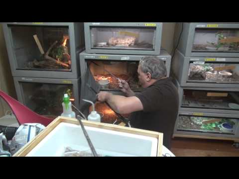 YouTube reptile video