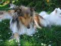 videos de Sleepy Collie
