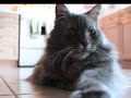 Canon EOS Rebel XS, SD1000, and Canon Powershot SX120 IS Test