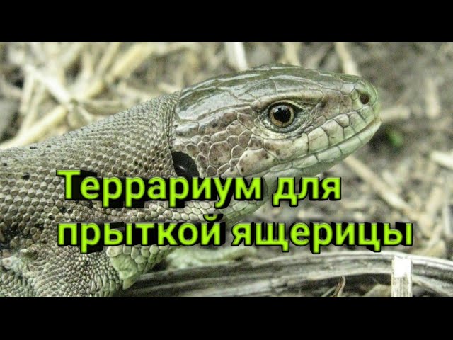 Как обустроить террариум для прытких ящериц???