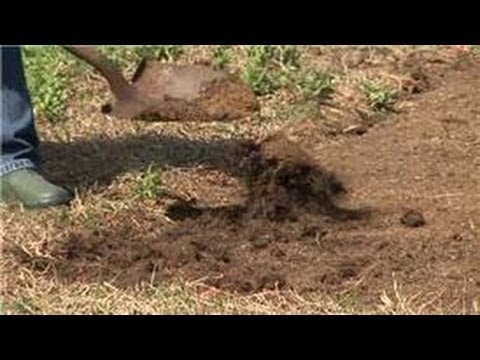 how to transplant sod