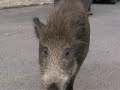 Un sanglier terrorise un village