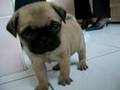 Cute baby pug ! (Pepito)