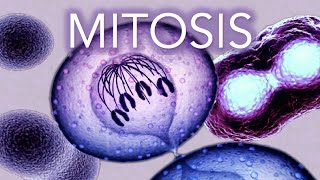 MITOSIS - MADE SUPER EASY - ANIMATION