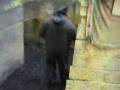 videos de Painball 2008 