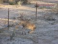 Deer Hunting - Thunderstruck
