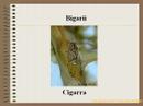 10.- Vocabulario zapoteco 2