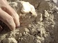 Truffle Hunting  in qatar فقع قطر زبيدي