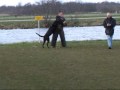 KNPV :  Training Day