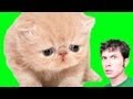TALKING CAT!!