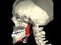 protrusion y retraccion atm