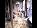 Chicken feeding time at Essex Chickens