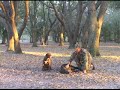 4 Wild Boar Hogs Attack Man & Catch Dog