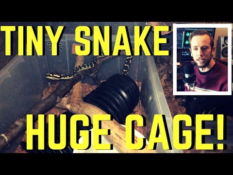 YouTube reptile video