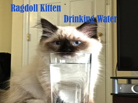 Thirsty Ragdoll Cats Drinking Water