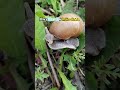 【動物雑学】カタツムリは歩くおろし金？